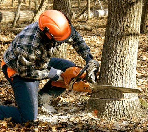 Tree Removal in Sand Springs, OK